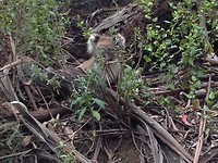 koala5