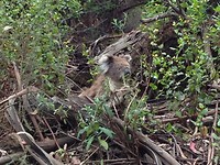 Koala6