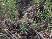 Koala7