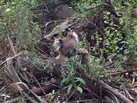 Koala8