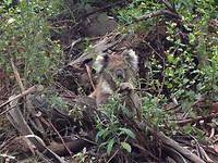 Koala9