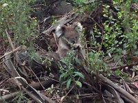 Koala10