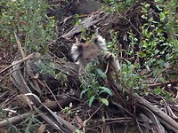 koala 11