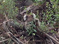 koala 12