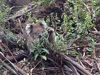 koala 13