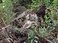 koala 14