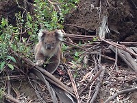 koala 15