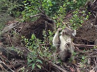 koala 16