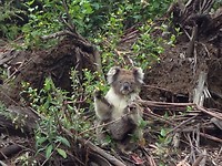 koala 17