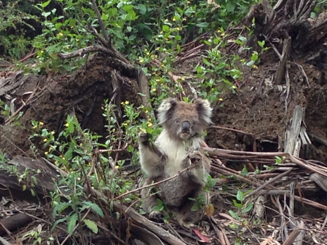 koala 17