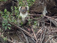 koala 18