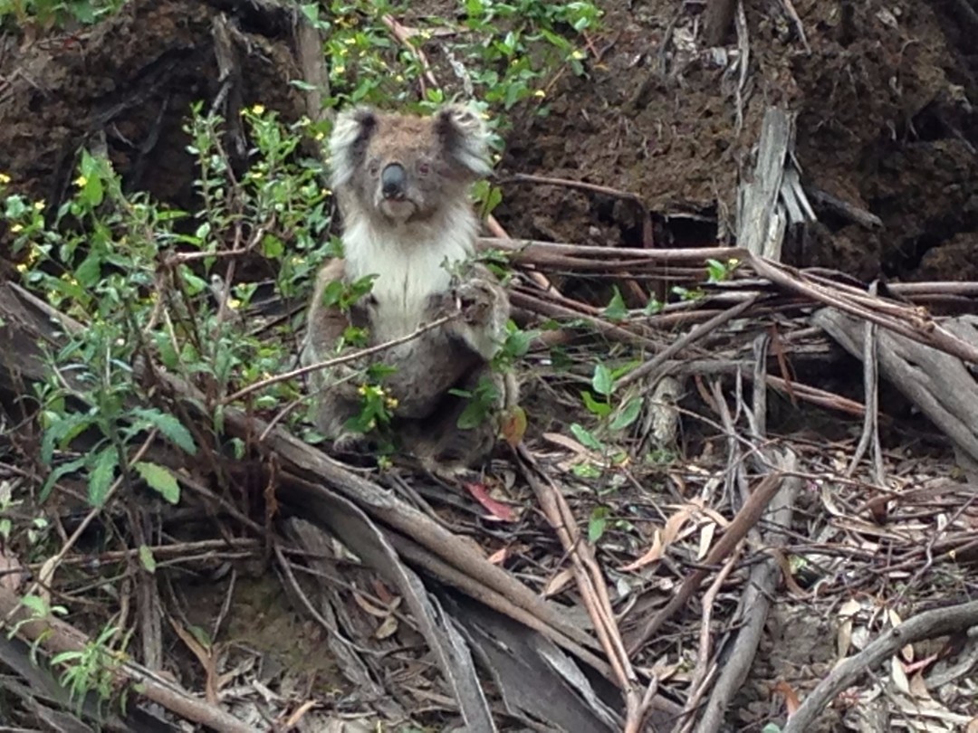 koala 18