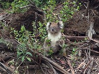 koala 19
