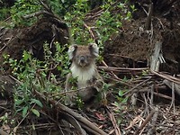 koala 19