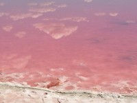 Pink lake7
