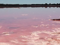 Pink lake9
