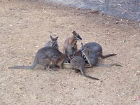 Wallaby's