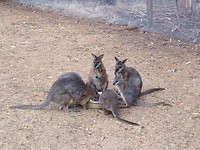 Wallaby's