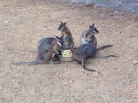 wallaby's
