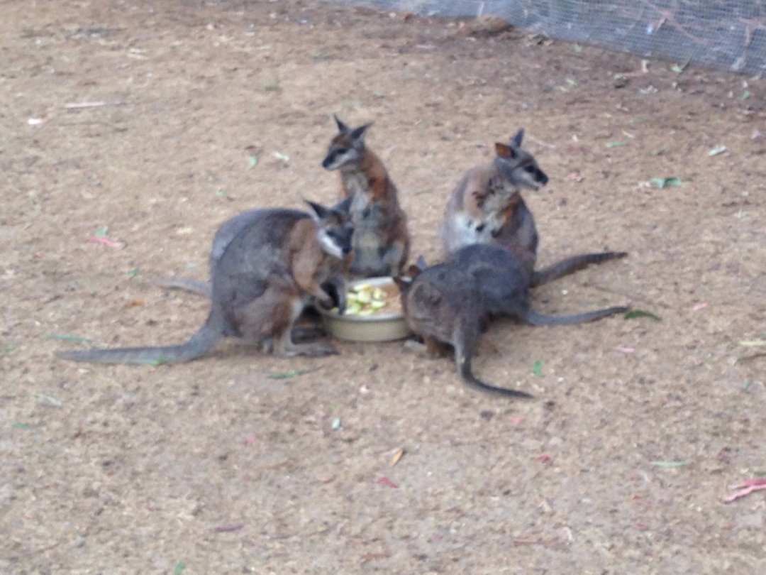 wallaby's