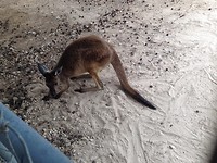 Wallaby