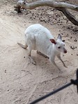 Albino Kangoeroe