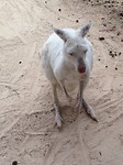 Albino Kangoeroe