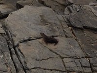zeehond