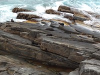 zeehonden