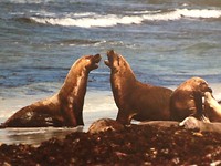 Vechtende zeehonden