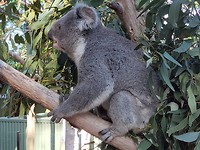 Koala in the wildlife