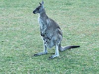 Kangoeroe