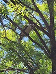 Vogel