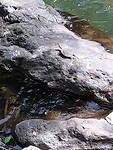 Schildpad
