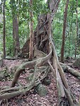 Mossman gorge
