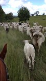 mustering!!!!