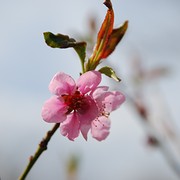 voorjaar
