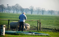 in plaats van eendjes