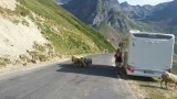 schapen op de baan, geluk dat er daar geen moslims komen. Ze zullen vlug weg zijn.
