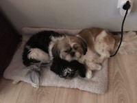 Ceesje en Boefje, onze reismaatjes