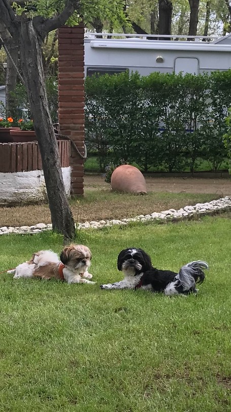 Onze boefjes