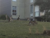 Kangoeroes op ons resort