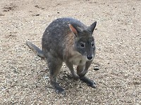 Kangoeroe