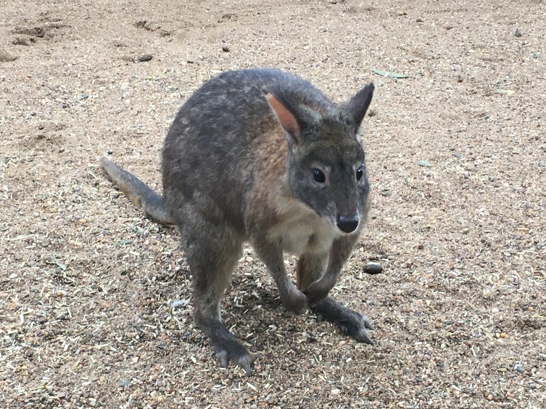 Kangoeroe