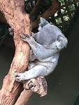Koala beer