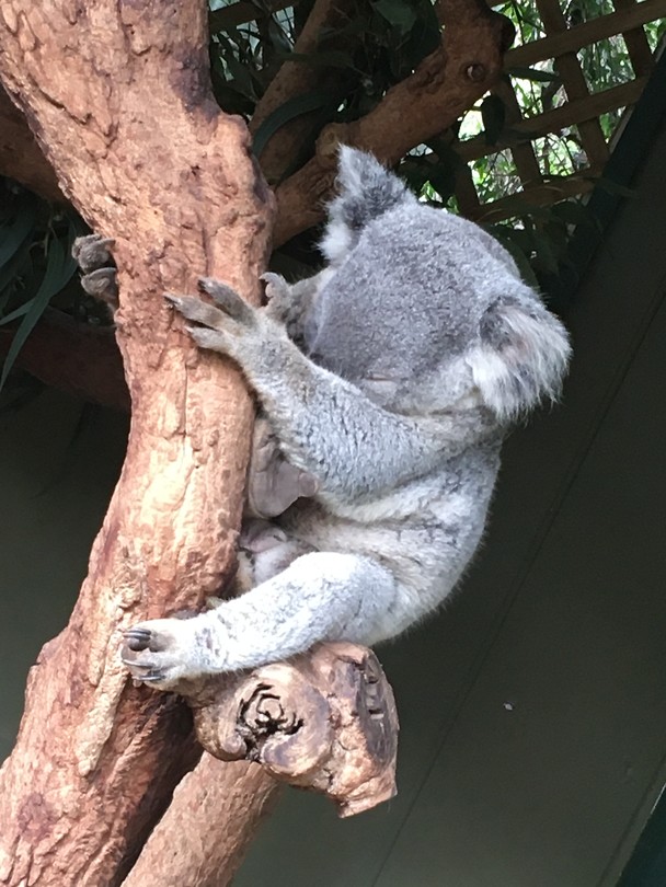 Koala beer