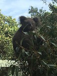 Koala beer