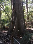 Rainforrest boom