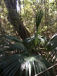 Rainforrest