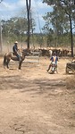 Cowboys aan het werk